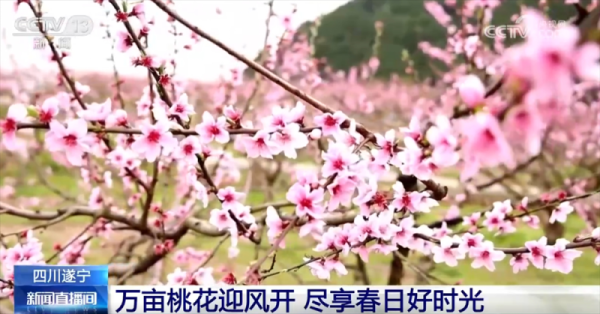 联美配资 “花样经济”带动乡村旅游全产业链发展 春日文旅市场勾勒“好花常开”画卷